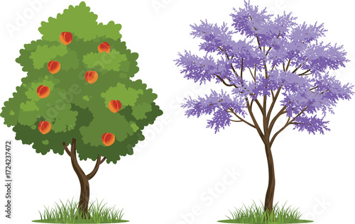 Peach tree with ripe fruits and jacaranda tree full of purple blossoms, seasonal orchard illustration, nature, spring garden, botanical background.