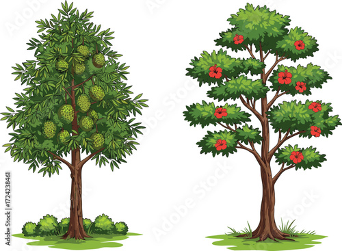 Realistic durian tree with tropical fruits, hibiscus flowering tree with red blossoms, seasonal orchard plants, natural garden foliage, detailed botanical illustration.