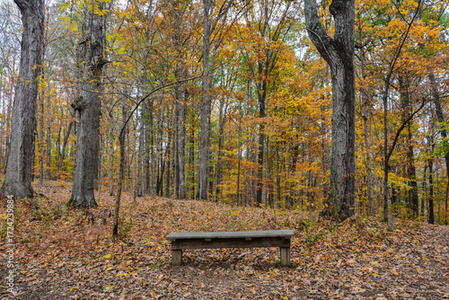 Peaceful forest scene on Old Trace, Natchez Trace Parkway, Tennessee. A rustic bench sits among colorful autumn trees and fallen leaves, evoking solitude, reflection, and natural beauty