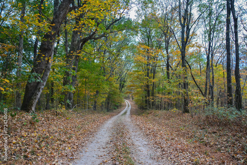 View of the original Old Trace section of the Natchez Trace in Tennessee, a historic footpath once traveled by Native Americans, explorers, and settlers. Leaf-covered trail winding through autumn wood