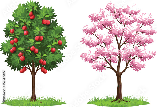 Tropical lychee fruit tree with ripe red fruits and beautiful pink cherry blossom flowering tree illustration for garden, exotic botanical background