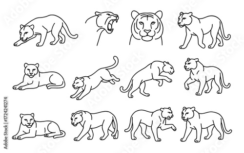 Big cats outline set featuring lions, tigers, and leopards in various poses