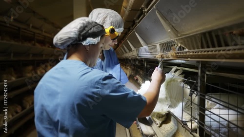 Farmers examining the body of the chicken animal growing at an agricultural farm. Agricultural farmers carefully inspecting the animal. Agricultural farmers collecting liquid sample from animal body
