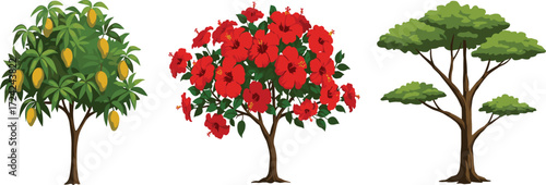 Mango fruit tree with yellow fruits, red hibiscus flowering tree, and broad flat canopy tree illustration, botanical vegetation design for ecology landscape