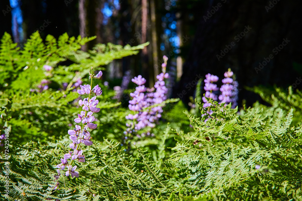 Obraz premium Purple Wildflowers and Ferns in Sunlit Meadow California Forest Nature