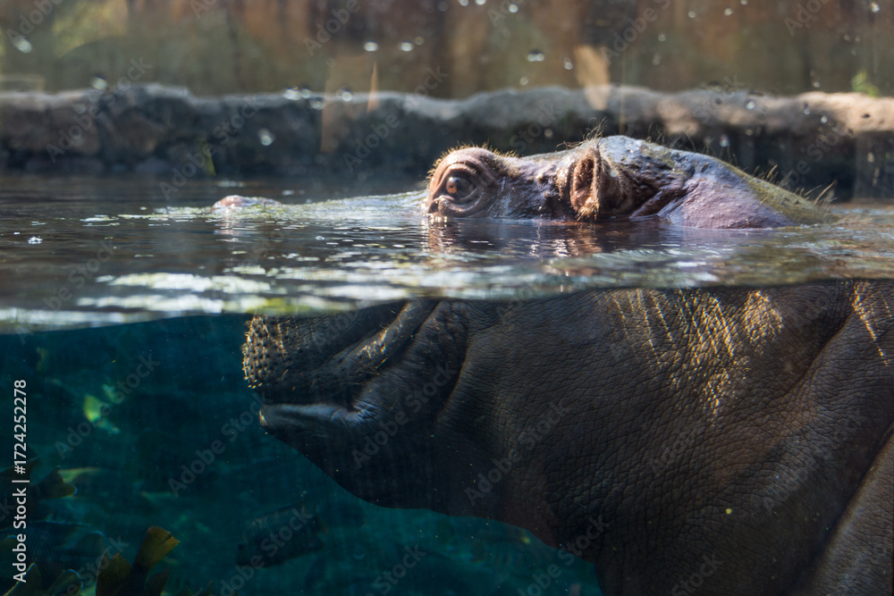 Fototapeta premium a hippopotamus in the water at the zoo
