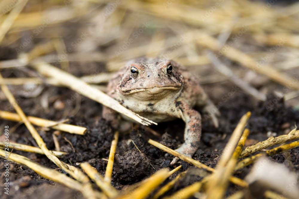 Fototapeta premium a frog in the garden with mulch