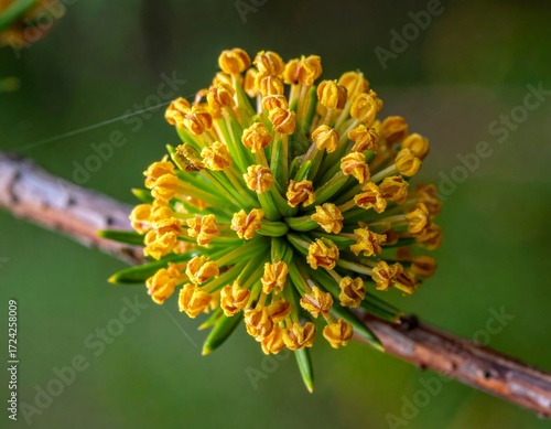 Close-up of a pine cone flower cluster