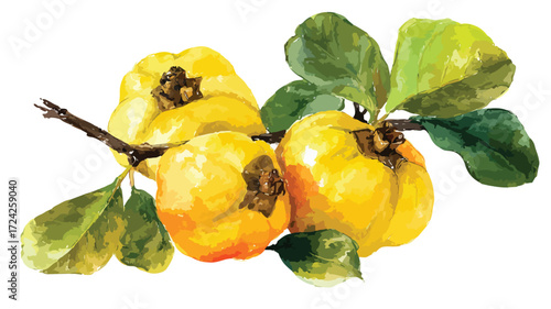 Vibrant Quince Fruits Watercolor Illustration