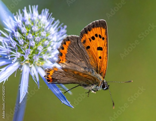 Wallpaper Mural Close-up of butterfly on flower Torontodigital.ca