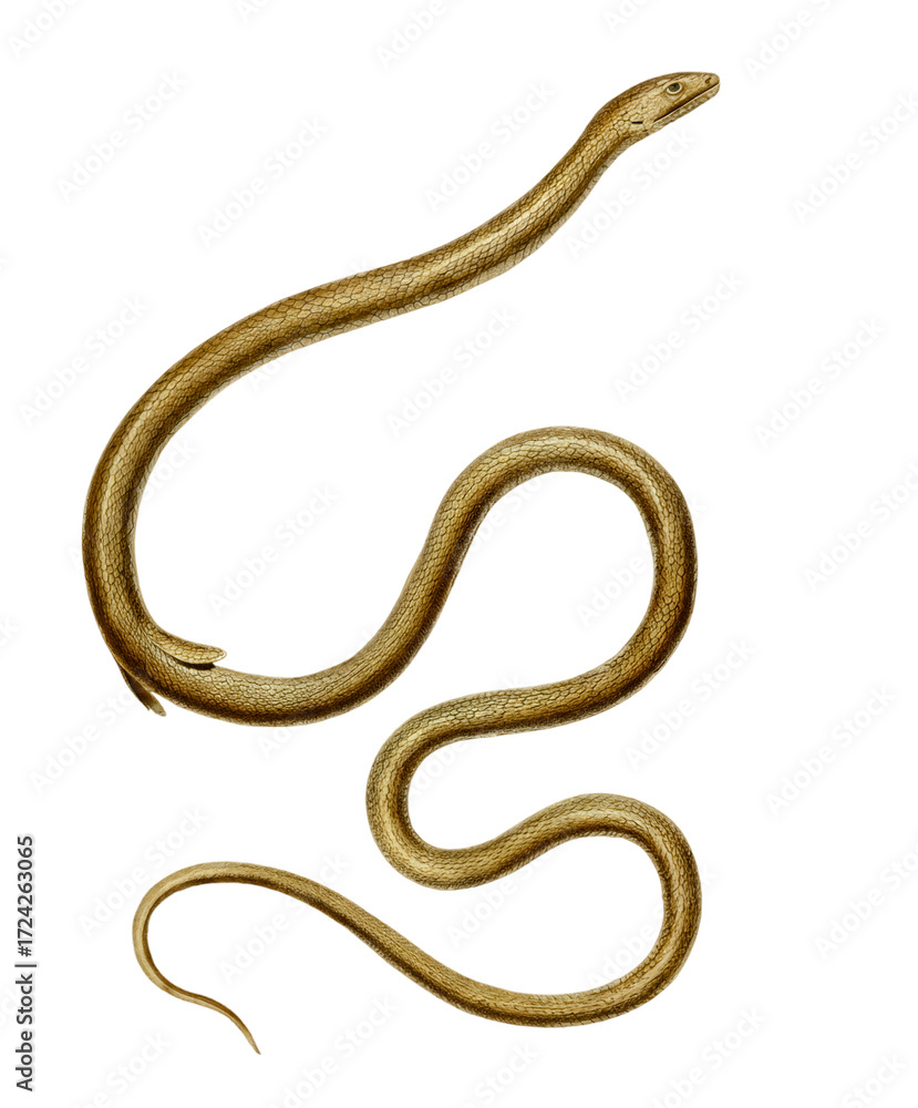 Obraz premium Aesculapian snake Zamenis longissimus accurate scientific plate uniform bronze dorsum yellowish belly transparent PNG