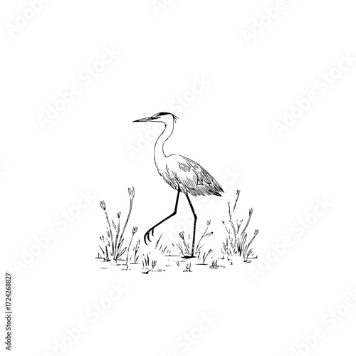 A sketch of a heron standing in a field of tall grass with a long neck and thin legs on a white background