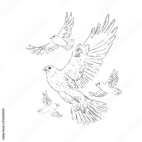 A drawing of a falcon in flight surrounded by smaller birds with wings spread on a white background