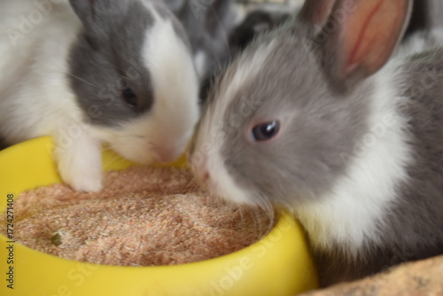 Photo of a group of cute rabbits.