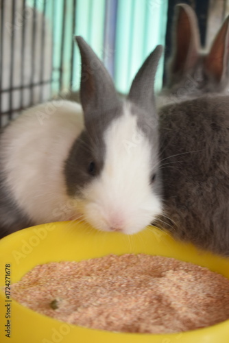 Photo of a group of cute rabbits.