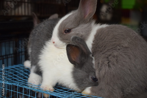 Photo of a group of cute rabbits.