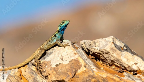 Lizard on a rock, desert landscape