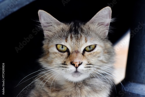 portrait of a cat's face