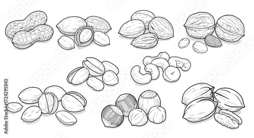 Assorted nuts collection including peanuts, almonds, walnuts, pistachios, cashews, hazelnuts, and pecans, perfect for healthy snack or recipe illustrations