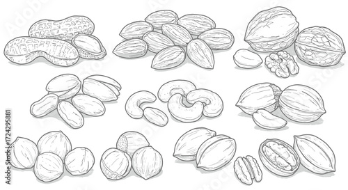 Hand-Drawn Nut Collection Artistically Showcasing Almonds, Walnuts, Peanuts, Pistachios, Cashews, Hazelnuts, and Pecans for Healthy Eating and Gourmet Recipes