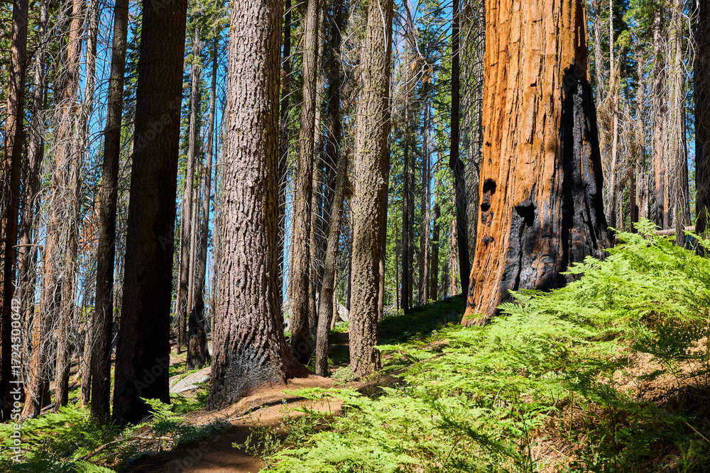 Obraz premium Sequoia Trees Burned Trunks and Green Ferns in Sunlit Forest California