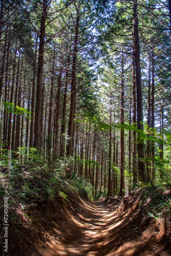 Tall trees both sides of trail in the mount Takao, Tokyo, Japan