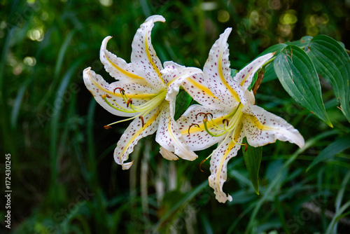 Golden-rayed lily (Lilium auratum) in dark green background, Mt. Takao, Tokyo, Japan