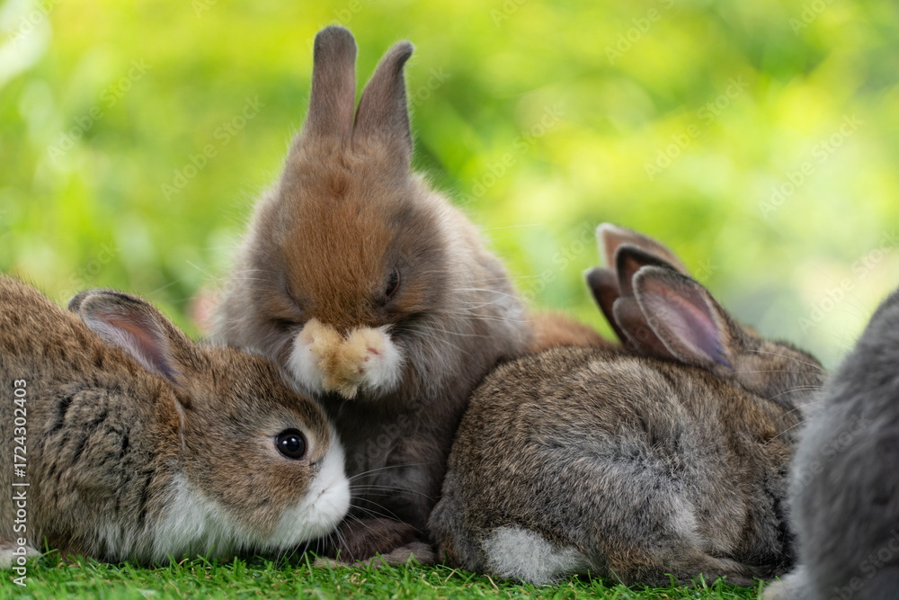 Fototapeta premium Cuddly furry rabbit bunny clean body sitting together with family on green grass natural background. Baby fluffy rabbit black, brown bunny family playful on field. Easter newborn bunny family concept.