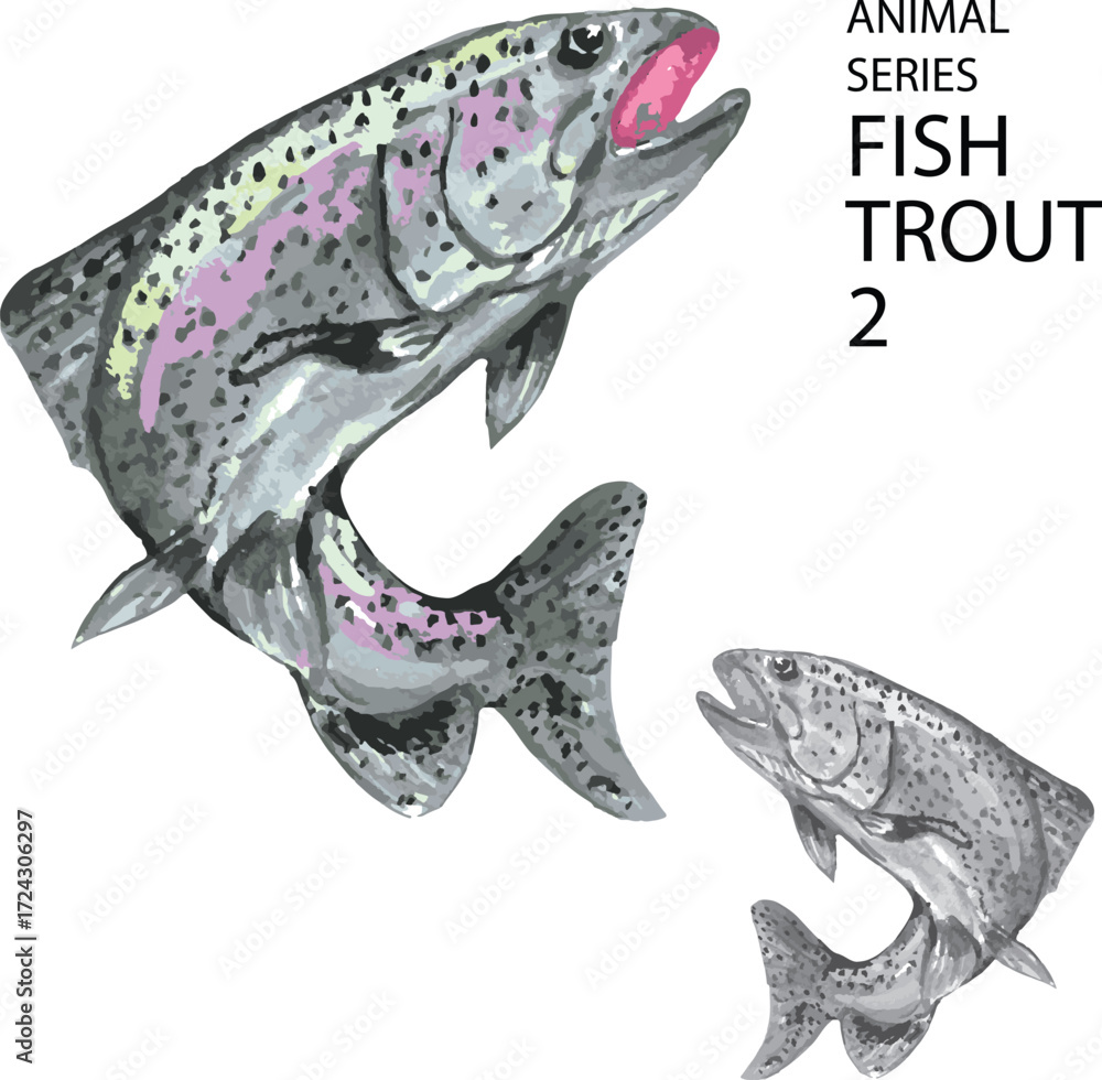 Fototapeta premium vector illustration trout fish 2