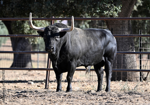 spanish bull in the cattle raising