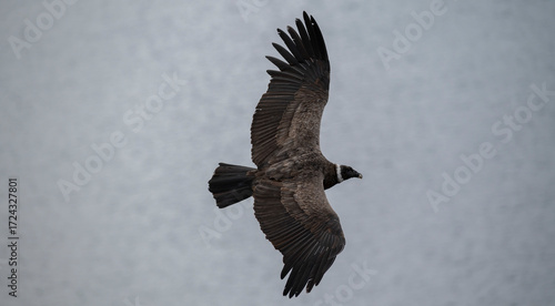 A large Andean Condor flying freely through the skies of Argentine Patagonia.