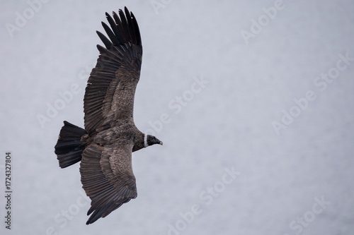 
Andean Condor flying freely through the skies, lakes and mountains of Southern Argentina, Patagonia, and the Andes Mountains.
