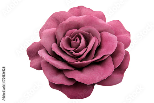 Single pink rose bloom isolated cutout vibrant petals detailed texture for design projects
