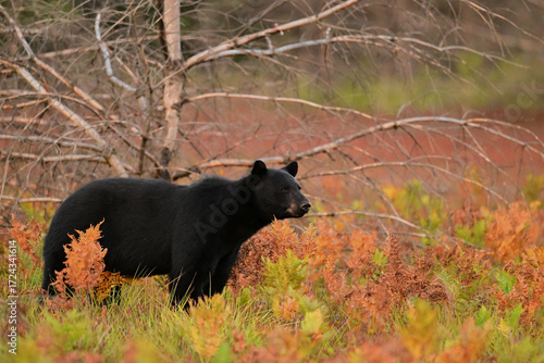 Autumn scene of a Black Bear walking through a fall meadow
