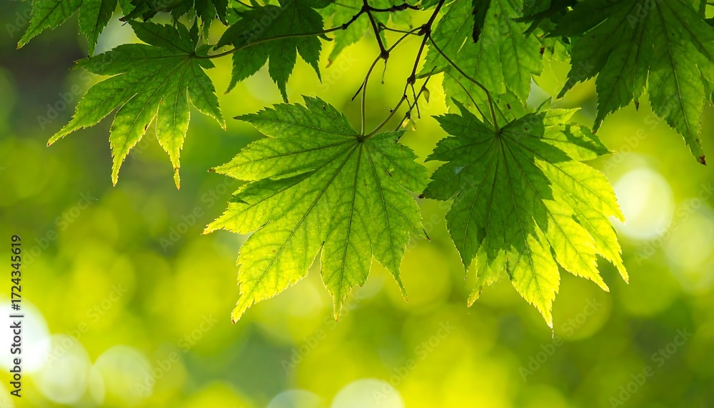 Fototapeta premium Vibrant green maple leaves in sunlight
