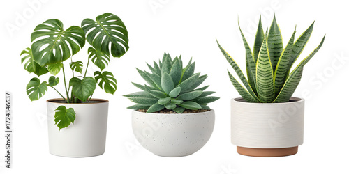 Year-Round Plants PNG Set – Houseplants, Succulents and Greenery  on Transparent Background
