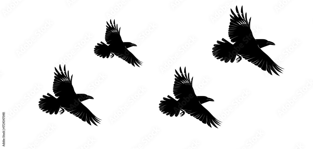 Fototapeta premium crow vector set