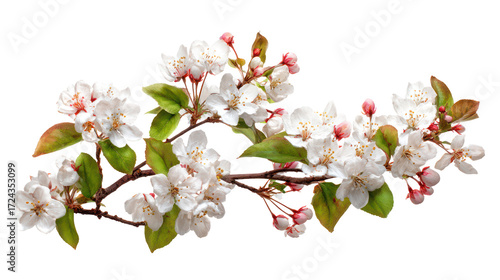Delicate white apple blossoms on a branch isolated on transparent background