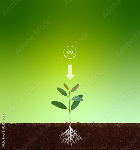 Eucalyptys Tree Seedling Plant Soil Root System with CO2 Capture infographic