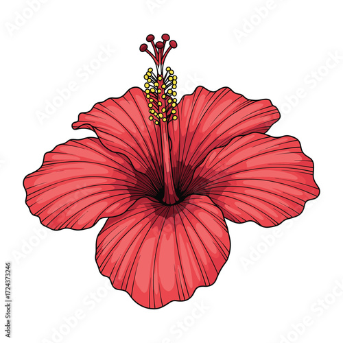 Vector Illustration of Hibiscus Flower in Realistic Style with Red Petals and Yellow Stamens