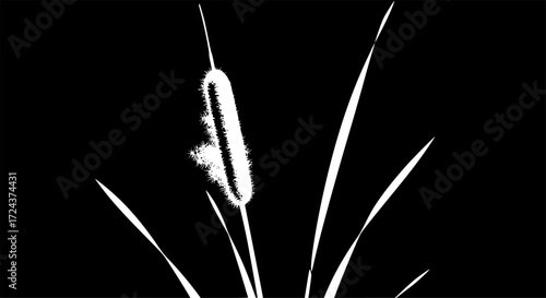 CATTAIL SILHOUETTE ON WHITE BACKGROUND
