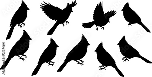 Set of Cardinal Birds Silhouette
