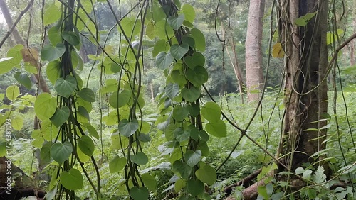 Suspended ivy plant stems with heart shaped leaves forming natural green background