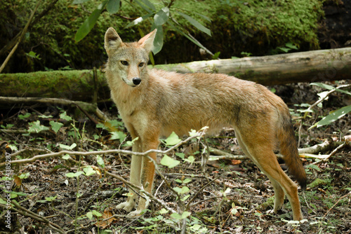 Tennessee Coyote - Great Smoky Mountains National Park - Forge Creek Road