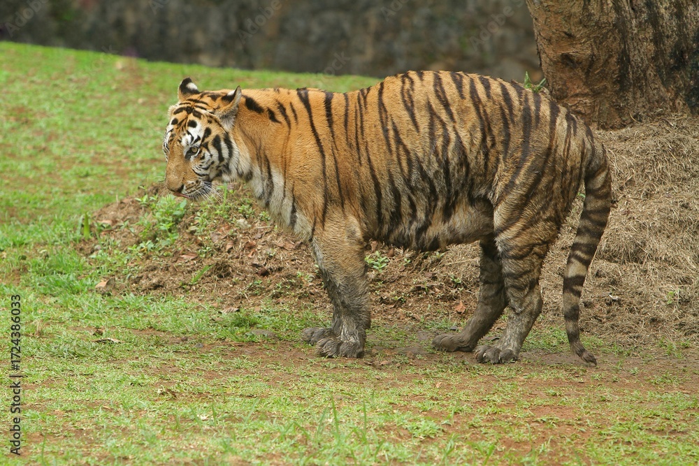 Obraz premium A bengal tiger is seen basking after wallowing.