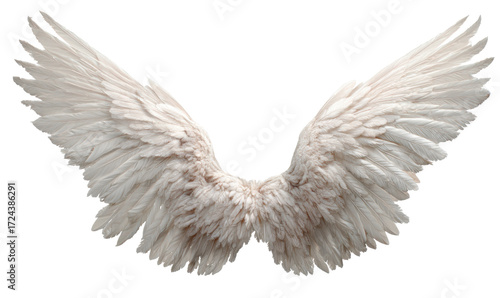 A pair of white angel wings with detailed feather texture.