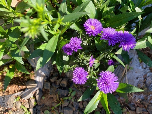 Cluster of Vibrant Purple Flowers Growing in a Bright Green Garden