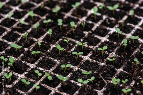Young plant growth in a greenhouse, top view. Seedling close-up with selective focus. Growing plants, flowers and vegetables, gardening. Young shoots of plants in a greenhouse