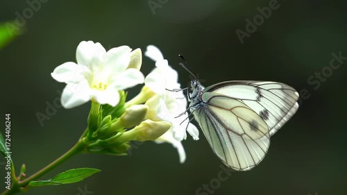 Butterfly on a jasmine flower