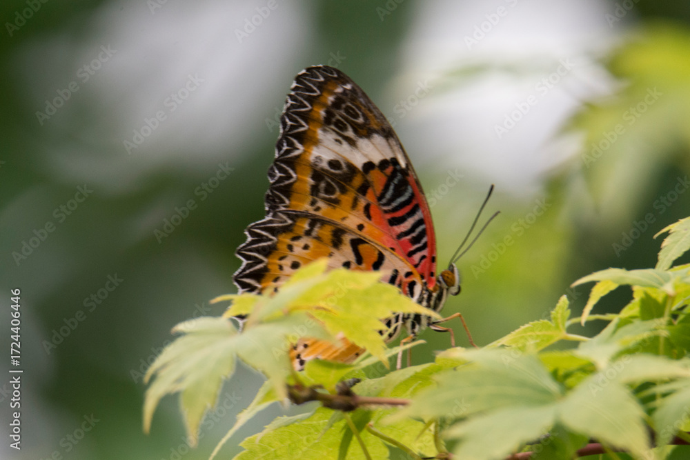 Obraz premium Butterfly 2021-24 Leopard Lacewing (Cethosia Cyane)